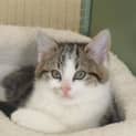 Photo of Mishka