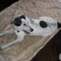 Photo of Oreo