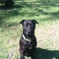 Photo of Barney Urgent Foster Carer Needed!!!