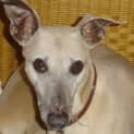 Photo of Max