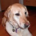 Photo of Schultzie