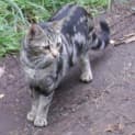 Photo of Primrose