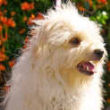 Photo of Charlotte