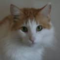 Photo of Crackles