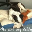 Photo of Laika (Adopted 16/12/2012)