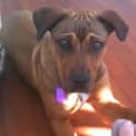 Photo of Rusty