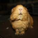 Photo of Honey Bun