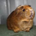 Photo of Peter Pan (Golden Oldie)