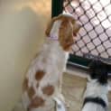 Photo of Holly (D1687) *Adopted*