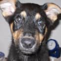 Photo of Mattie On Hold Pending Adoption