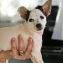 Photo of Bella/Adopted