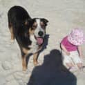 Photo of Ob Very Obedient Boy