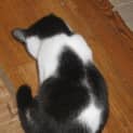 Photo of Petunia