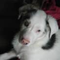Photo of Cornelius