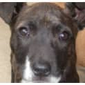 Photo of Molly