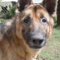 Photo of Connor On Hold Pending Adoption