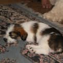 Photo of Phoebe