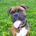 Photo of Jessie (On Trial 13/10/12)