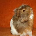 Photo of Tango (On Hold)