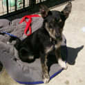 Photo of Daisy