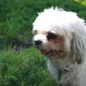Photo of Charlie