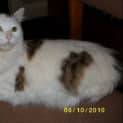 Photo of Butch   Adoption Pending.