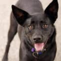 Photo of Bella