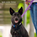 Photo of Bella