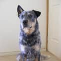Photo of Floyd Mr Floppy Ear