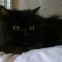 Photo of Bo