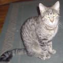 Photo of Brutus