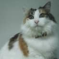 Photo of Sweety "C5018"