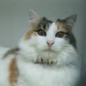 Photo of Sweety "C5018"