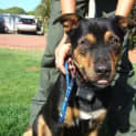 Photo of Romeo