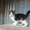 Photo of Jinx