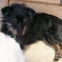 Photo of Scruffy