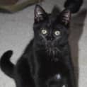 Photo of Ebony