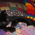 Photo of Ebony