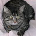 Photo of Random (C1496) **Adopted**