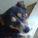 Photo of Skippa Adoption Pending