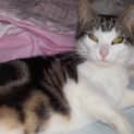 Photo of Priscilla