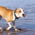 Photo of Indi (D1743)*Adopted*
