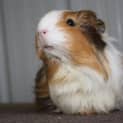 Photo of Penelope (Red Flag)
