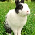 Photo of Thumper (Desexed And Vaccinated)  Special Needs