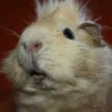 Photo of Charley (Red Flag)