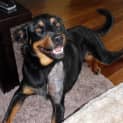 Photo of Max