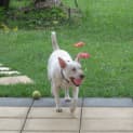 Photo of Bridie
