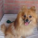 Photo of Tutu