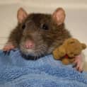 Photo of Millie  On Hold