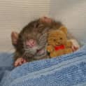 Photo of Millie  On Hold
